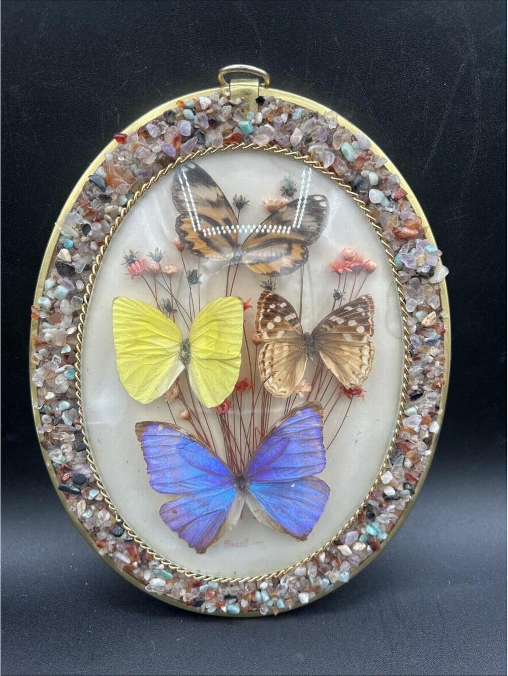Vintage Taxidermy Real Buttery Specimen Wall Decor Semi-precious Gemstone Frame
